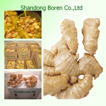 Fresh Ginger Wholesale à Shandong en Chine